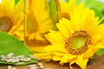 Sonecznik: niepozorne zdrowe ziarenka [© Printemps - Fotolia.com]