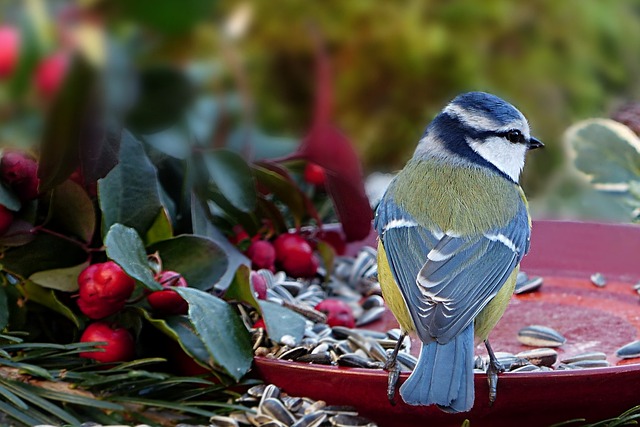 Śpiew ptaków poprawia samopoczucie psychiczne na wiele godzin  [fot. Christiane from Pixabay]