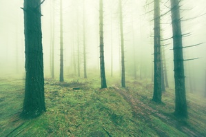 Starsi ludzie zgubili si w lesie. Pomoga komrka i policja [© mimadeo - Fotolia.com]