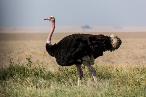 Strusina: zdrowa alternatywa woowiny i drobiu [Fot. EinBlick - Fotolia.com]