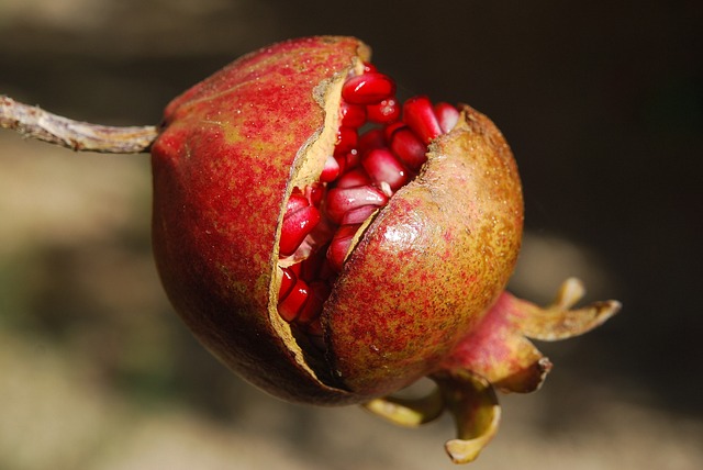 Substancja z granatw i truskawek pomoe w leczeniu demencji [fot. Lee Travathan from Pixabay]