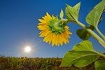 wiato soneczne obnia ryzyko zapalenia staww [© mady70 - Fotolia.com]