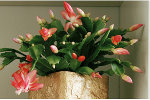 Szlumbergera czyli grudnik - kwiat na Boe Narodzenie [Szlumbergera. fot. Biuro Kwiatowe Holandia]