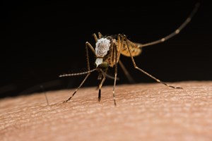 Ugryzienie komara pomaga wirusom rozprzestrzenia si po organizmie [© bankerfotos - Fotolia.com]