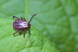 Uwaga na kleszcze! Tysice Polakw zakaonych borelioz [© Vitalii Hulai - Fotolia.com]