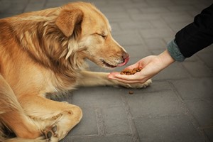 Wicej wspczucia mamy dla zwierzt ni ludzi bezdomnych [© Africa Studio - Fotolia.com]