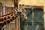 Wiedeczycy pobiegn przez zoo [© Gerd Lutz - Fotolia.com]