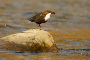 Winiowie na ratunek chronionym ptakom [©  Szymon Bartosz - Fotolia.com]