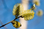 Wiosenna regeneracja - jak przetrwa sezonowe przesilenie [© Maslov Dmitry - Fotolia.com]