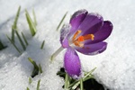 Wiosenne przesilenie - jak sobie poradzi? [© hazel proudlove - Fotolia.com]