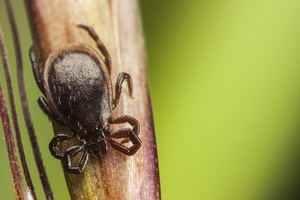 Wiosna czyli czas kleszczy? [© risto0 - Fotolia.com]
