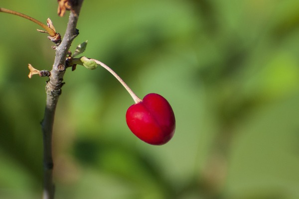 Winie mog poprawi zdolnoci poznawcze [fot. Bruno Natura from Pixabay]