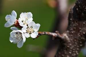 Witaminy - jak wiosn uzupeni braki? [© lightpoet - Fotolia.com]