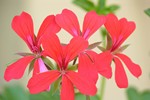 Waciwoci zdrowotne pelargonii afrykaskiej [fot. galena.pl]