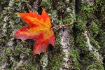 Wrzody odka i dwunastnicy: jesienna dolegliwo [© roostler - Fotolia.com]