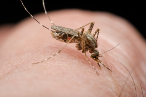 Wspomnienia i fotografie - nie jedyne pamitki z wakacji. Uwaga na choroby tropikalne! [Fot. thithawat - Fotolia.com]