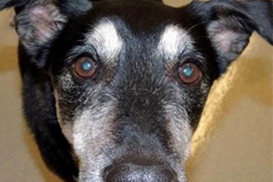Wyszkolony pies wyczuwa raka tarczycy [fot. Frankie]