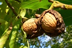 Zachowa lad soca - kosmetyki brzujce Orzech&Bursztyn Bielendy [© Marina Lohrbach - Fotolia.com]