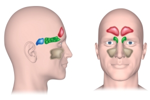 Zatoki: do czego su i dlaczego przysparzaj tyle problemw [Fot. Alila Medical Media - Fotolia.com]