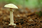 Zatrucia grzybami: ostrono ratuje ycie [© style-photography.de - Fotolia.com]