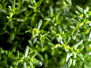 tymianek © Mario - Fotolia.com tymianek © Mario - Fotolia.com