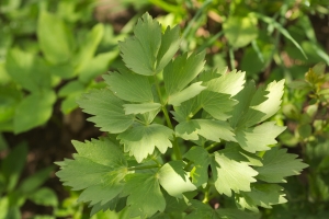 Zioa subie zdrowiu - lubczyk ogrodowy na kolki, wzdcia i afty [Fot. fotovapl - Fotolia.com]