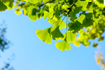 Zioa w subie zdrowiu: Gingko biloba na kopoty z pamici i bl gowy [© Dolnikov - Fotolia.com]