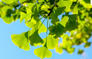 gingko © Dolnikov - Fotolia.com