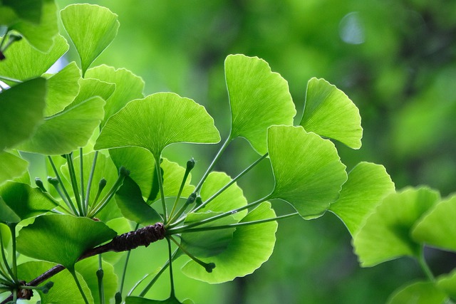 Zioa w subie zdrowiu: Ginko biloba pomoe osabi skutki uboczne radioterapii [fot. wal_172619 from Pixabay]