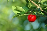 Zioa w subie zdrowiu - acerola na choroby ukadu krenia i wzmocnienie odpornoci [© Hugo Carlone - Fotolia.com]