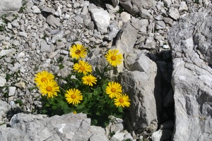 Zioa w subie zdrowiu: arnika grska na choroby serca i ble mini [© seeburger17 - Fotolia.com]