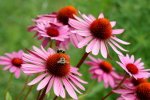 Zioa w subie zdrowiu: jewka (echinacea) wzmacnia odporno i pomaga zagoi rany [© Yanik Chauvin - Fotolia.com]