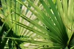 Zioła w służbie zdrowiu: palma sabałowa na kłopoty z prostatą [© Michael Roush - Fotolia.com]